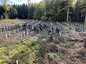 Würth MODYF: Waldprojekt: Würth MODYF forstet auf