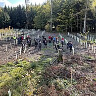 W&uuml;rth MODYF: Waldprojekt: W&uuml;rth MODYF forstet auf