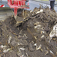 Wurzeln entfernen wie ein Chirurg