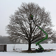 Baumpfleger Markus Bauer setzt auf Leguan 190