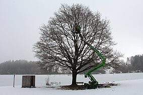 Baumpfleger Markus Bauer setzt auf Leguan 190
